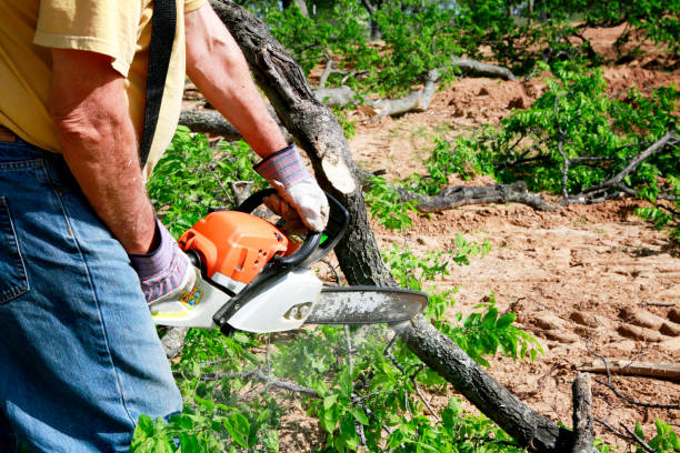 The Steps Involved in Our Tree Care Process in Port Neches, TX